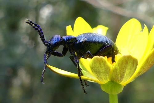 Meloe sp.